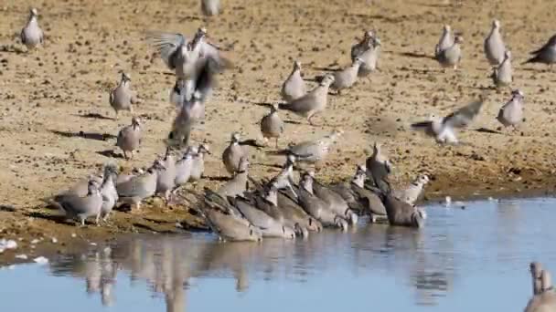 Cape Turtle Doves Streptopelia Capicola Gathering Waterhole Kalahari Desert South — Stock Video