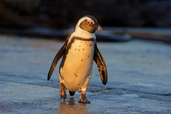 Африканський Пінгвін Spheniscus Demersus Стоїть Пляжі Пар — стокове фото