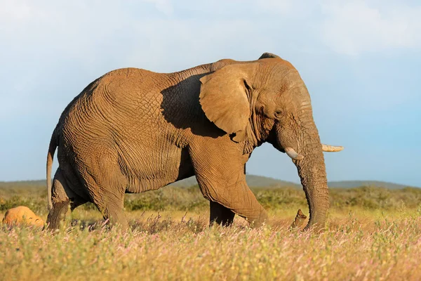 Grande Toro Elefante Africano Loxodonta Africana Parco Nazionale Etosha Namibia — Foto Stock