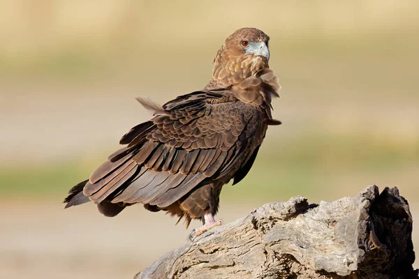 Águila Bateleur Inmadura Terathopius Ecaudatus Encaramado Tocón Árbol Desierto Kalahari — Foto de Stock