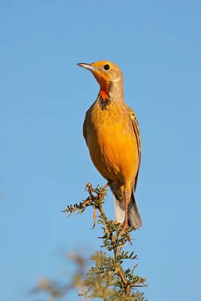 Cape Longclaw Macronyx Capensis Perched Branch Blue Sky South Africa — Stock Photo, Image