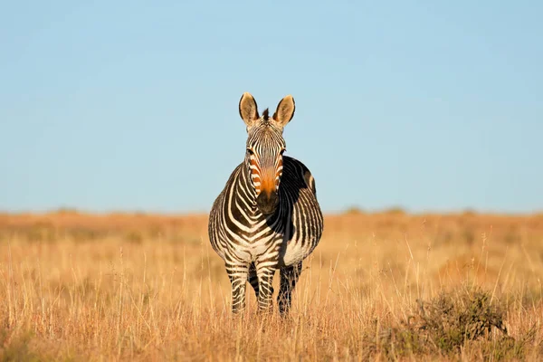 Cebra Montaña Del Cabo Equus Zebra Hábitat Natural Parque Nacional — Foto de Stock