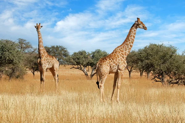 Dvě Žirafy Žirafa Camelopardalis Stojící Přírodním Stanovišti Jihoafrická Republika — Stock fotografie