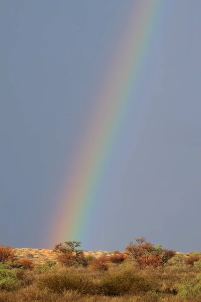 Sivatagi Táj Egy Színes Rainbow Viharos Égen Kalahári Dél Afrikai — Stock Fotó