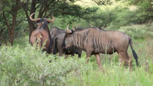 Lekfull Blå Gnugga Connochaetes Taurinus Naturlig Miljö Mokala Nationalpark Sydafrika — Stockvideo
