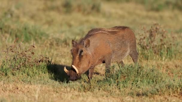 Warthog Phacochoerus Africanus Feeding Natural Habitat Mokala National Park South — Stock Video