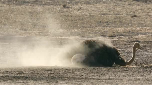 Ein Strauß Struthio Camelus Der Ein Staubbad Nimmt Kalahari Wüste — Stockvideo