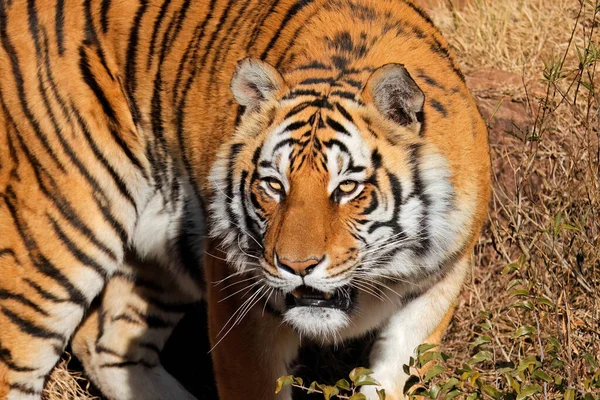 Portrait Bengal Tiger Panthera Tigris Bengalensis Natural Habitat India — Stock Photo, Image