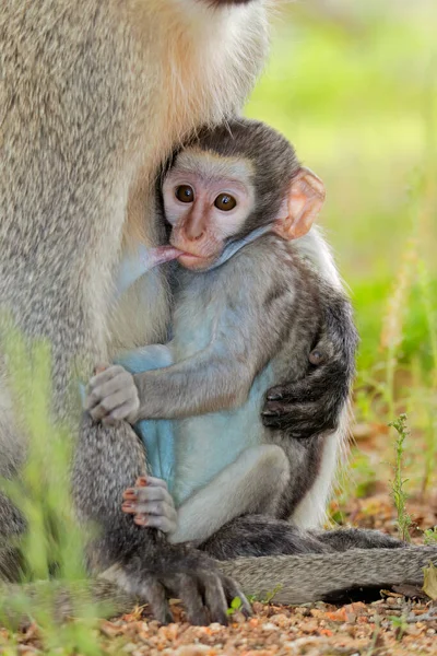 Suckling Baby Vervet Monkey Cercopithecus Aethiops Kruger National Park South — 스톡 사진
