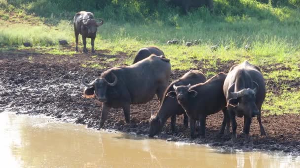 African Cape Buffaloes Syncerus Caffer Pozo Agua Fangoso Parque Nacional — Vídeos de Stock