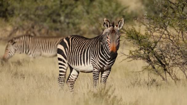Cebra Montaña Del Cabo Equus Zebra Hábitat Natural Parque Nacional — Vídeo de stock