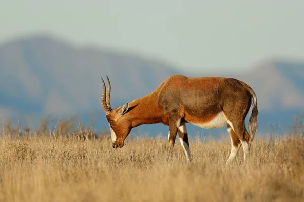 Antilope Blesbok Damaliscus Pygargus Nelle Praterie Parco Nazionale Mountain Zebra — Foto Stock