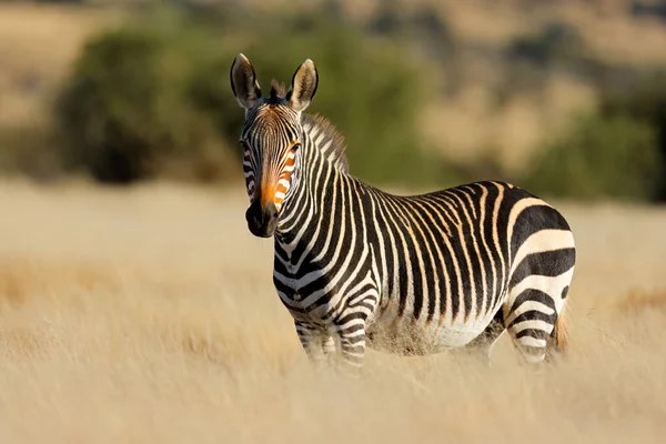 Капская Горная Зебра Equus Zebra Естественной Среде Обитания Национальный Парк — стоковое фото