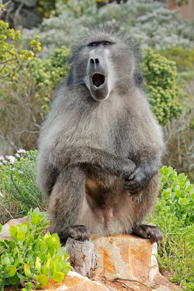 Grande Babuíno Chacma Masculino Papio Ursinus Sentado Habitat Natural África — Fotografia de Stock