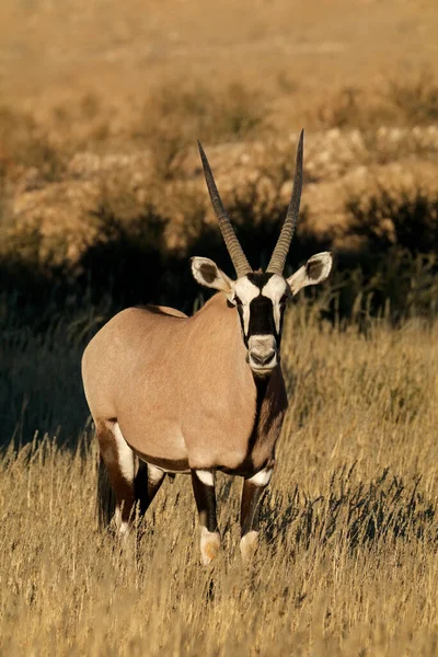 Gemsbok Antilop Oryx Gazella Doğal Ortamlarında Kalahari Çölü Güney Afrika — Stok fotoğraf