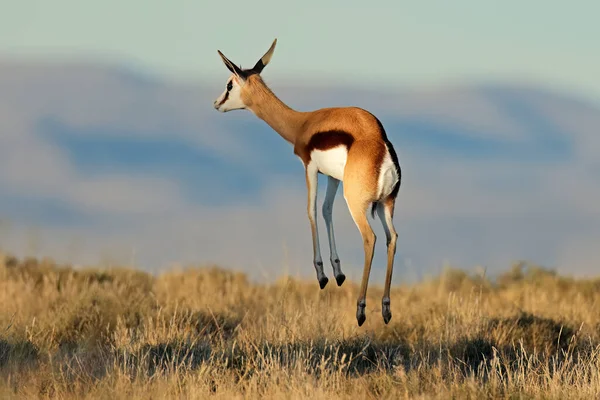 南非斑马山国家公园 跳弹跳羚羊 Antidorcas Marsupialis — 图库照片