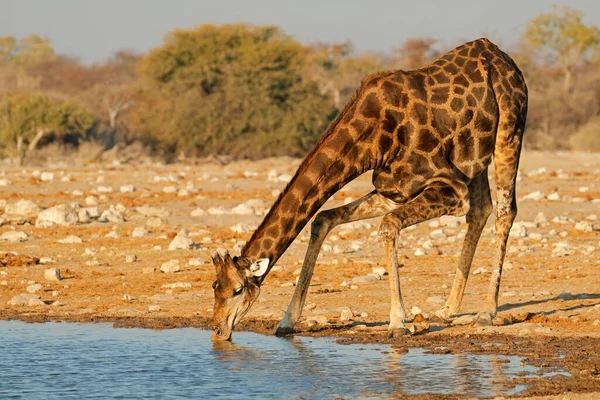 Una Jirafa Giraffa Camelopardalis Agua Potable Parque Nacional Etosha Namibia — Foto de Stock