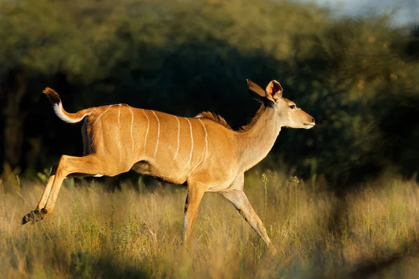 Antílope Kudu Fêmea Tragelaphus Strepsiceros Correndo Mokala National Park África — Fotografia de Stock