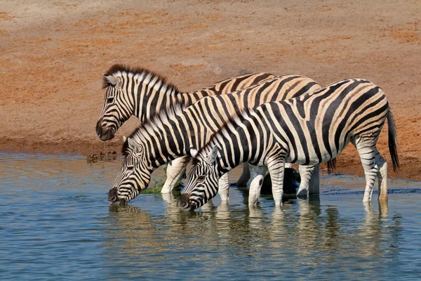 平野のシマウマ Equus Burchelli 飲料水 ナミビア エトーシャ国立公園 — ストック写真