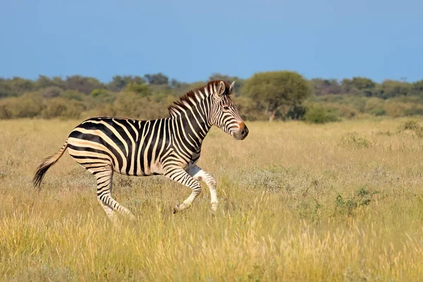 Een Vlakte Zebra Equus Burchelli Loopt Grasland Zuid Afrika — Stockfoto