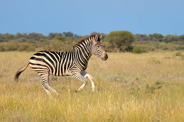 A plains zebra (Equus burchelli) running in grassland, South Africa