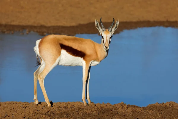 Een Springbok Antilope Antidorcas Marsupialis Bij Een Waterput Mokala National — Stockfoto