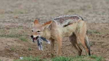 Güvercin kalahari Çölü, Güney Afrika yakaladı, yeme kara sırtlı çakal (canis mesomelas)