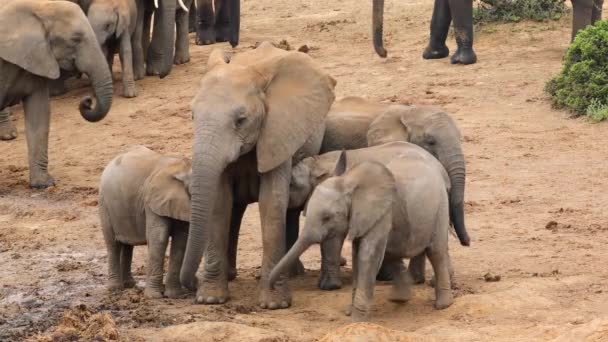 Afrikansk Elefantko Loxodonta Africana Och Kalvar Naturlig Miljö Addo Elephant — Stockvideo