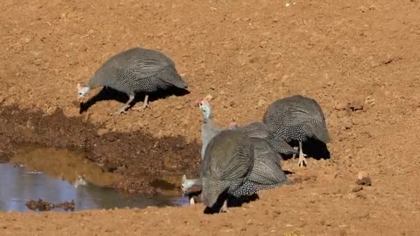 在南非的一个水坑里 有人帮助猎鹰 Numida Meleagris — 图库视频影像