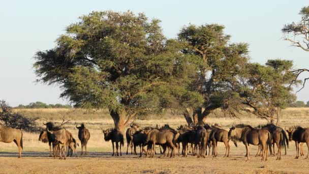 Hjord Blå Gnuer Connochaetes Taurinus Naturlig Miljö Kalahari Öken Sydafrika — Stockvideo