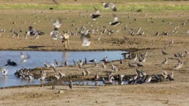 Siyah sırtlı çakallar (Canis mesomelas) Cape kaplumbağa güvercinleri, Kalahari çölü, Güney Afrika