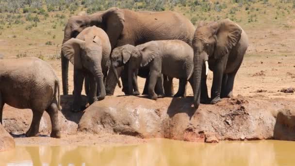 Afrikaanse Olifanten Loxodonta Africana Een Waterput Addo Elephant Nationaal Park — Stockvideo