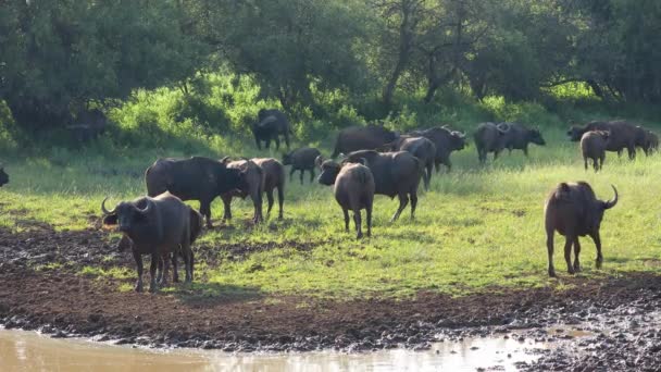 南アフリカ共和国モカラ国立公園泥だらけの水飲み場にある水牛の群れのアフリカ — ストック動画