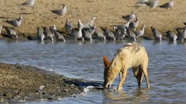 Шакал Чёрной Спиной Canis Mesomelas Поедающий Пойманного Голубя Пустыня Калахари — стоковое видео