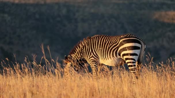 Cape Dağı Zebraları Equus Zebra Gün Doğumunda Çayırlarda Zebra Dağı — Stok video