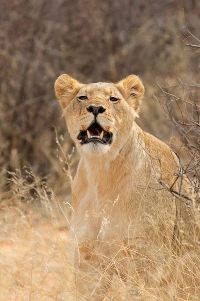 Предупредите Львицу Panthera Leo Естественной Среде Обитания Пустыня Калахари Южная — стоковое фото
