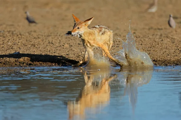 Ein Schwarzrückenschakal Canis Mesomelas Jagt Tauben Einem Wasserloch Kalahari Wüste — Stockfoto