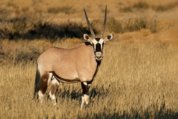 Antylopa Oryks Południowy Oryx Gazella Naturalnym Środowisku Pustyni Kalahari Republika — Zdjęcie stockowe