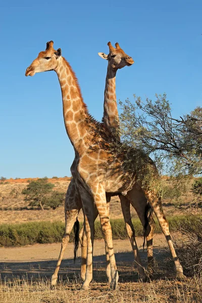 Två Giraffer Giraffa Camelopardalis Står Naturlig Miljö Kalahari Öknen Sydafrika — Stockfoto