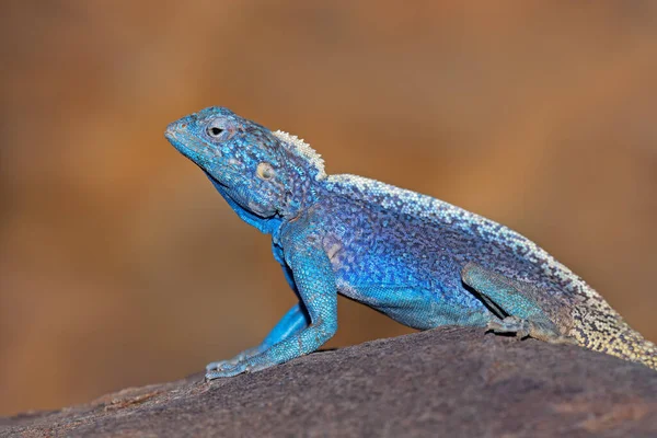 Male Southern Rock Agama Agama Atra Bright Breeding Colors Namibia — Stock Photo, Image