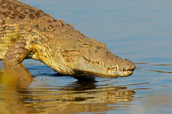 Retrato Grande Crocodilo Nilo Crocodylus Niloticus Parque Nacional Kruger África — Fotografia de Stock