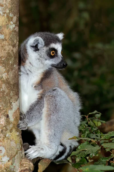 马达加斯加自然栖息地的一种警戒环尾狐猴 — 图库照片