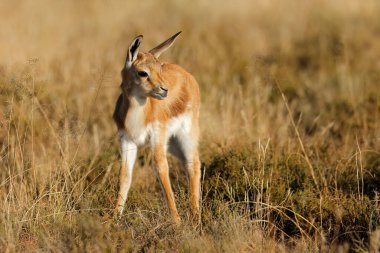 Güney Afrika 'da genç bir antidorcas marsupialis (Antidorcas marsupialis) kuzusu.