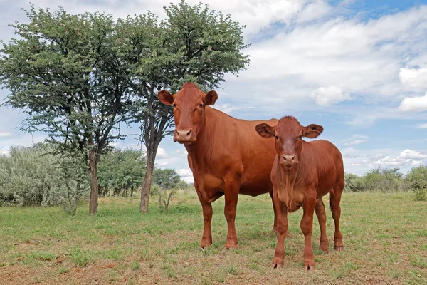 Una Vaca Ternera Campo Libre Pastizal Nativo Una Granja Rural —  Fotos de Stock