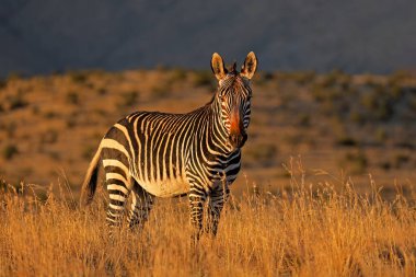 Güneş doğarken otlakta bir Cape dağ zebrası (Equus zebra), Zebra Dağı Ulusal Parkı, Güney Afrika