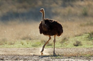 Dişi devekuşu (Struth io camelus) doğal yaşam alanı, Kalahari Çölü, Güney Afrika