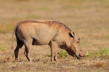 Doğal yaşam alanında beslenen bir yaban domuzu (Phacochoerus africanus), Addo Fil Ulusal Parkı, Güney Afrika