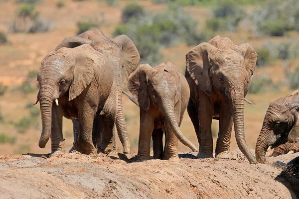 Young African Elephants Loxodonta Africana Playing Mud Addo Elephant National — Stock Photo, Image