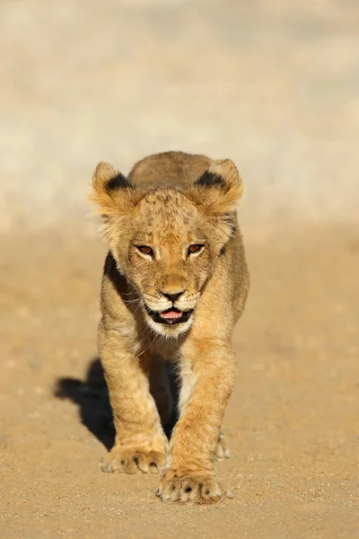 Pequeño Cachorro León Africano Panthera Leo Caminando Desierto Kalahari Sudáfrica — Foto de Stock
