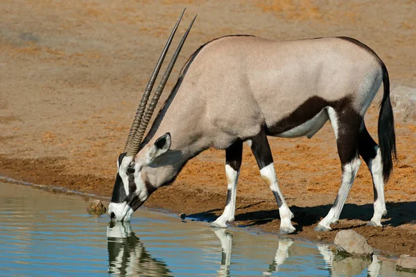 ジェムズボックアンテロープ オリクス ガゼッラ 飲料水 エトーシャ国立公園 ナミビア — ストック写真